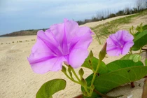 Bài thuốc chữa bệnh hiệu quả không ngờ từ rau muống biển