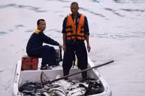 Hà Nội: Sau đúng 1 năm, cá lại chết trắng mặt hồ Hoàng Cầu