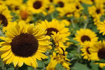 Bài thuốc chữa bệnh từ loài hoa của mặt trời