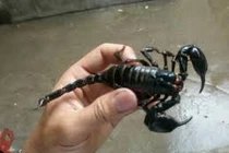 Bọ cạp đen chữa khỏi ung thư, đúng sai thế nào?