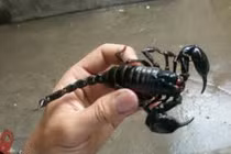 Bọ cạp đen chữa khỏi ung thư, đúng sai thế nào?