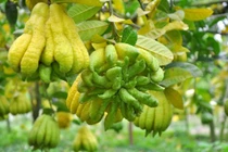 9 tác dụng chữa bệnh ít người biết của phật thủ