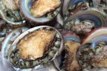 Bài thuốc chữa bệnh cực tốt từ bào ngư 