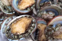 Bài thuốc chữa bệnh cực tốt từ bào ngư 