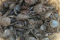 Thu nửa triệu mỗi ngày từ nghề săn cua non 