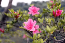 Những bài thuốc chữa bệnh hiệu quả từ hoa đỗ quyên