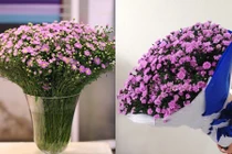 Loại hoa dân dã đốn tim chị em làm quà tặng 20/10