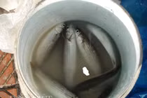 Tuyệt chiêu câu cá không dùng cần: Vài tiếng kiếm nửa triệu