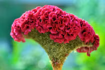 Bài thuốc chữa rong kinh từ hoa mào gà cực hiệu nghiệm