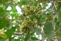 Ngừa ung thư, lợi tiểu với bài thuốc từ cây trâm bầu