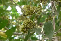 Ngừa ung thư, lợi tiểu với bài thuốc từ cây trâm bầu