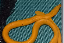 Phát hiện loài rắn lạ, toàn thân vàng lấp lánh