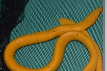 Phát hiện loài rắn lạ, toàn thân vàng lấp lánh