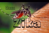 Bộ Y tế chỉ đạo phòng ngừa virus Zika ăn não người