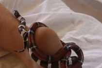 Sởn gai ốc mốt chữa bệnh, làm đẹp bằng động vật