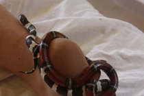 Sởn gai ốc mốt chữa bệnh, làm đẹp bằng động vật