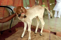 Con bê có 5 cái miệng khiến dân mạng cãi nhau chí tử