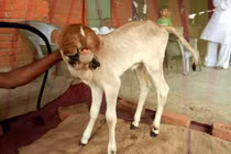 Con bê có 5 cái miệng khiến dân mạng cãi nhau chí tử