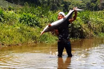 Chàng trai dân tộc bắt được cặp cá tầm nặng 40 kg 