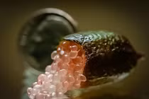 Công dụng quý của quả chanh ngón tay đang hot hiện nay