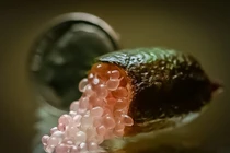 Công dụng quý của quả chanh ngón tay đang hot hiện nay