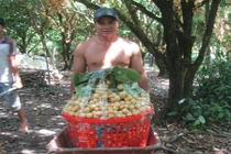 Dâu sốt giá, nhà vườn vét sạch hàng không đủ bán