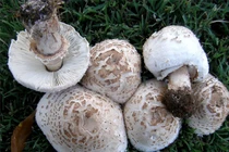 4 loại nấm cần tránh để không ngộ độc