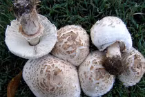 4 loại nấm cần tránh để không ngộ độc