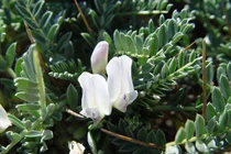 Thảo dược chống cúm gia cầm hiệu quả như vacxin