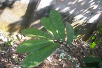 Bài thuốc lợi sữa, nhuận tràng từ cây bổ béo bạn nên biết