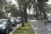 Đốn hạ, di dời 300 cây xanh trên đường Tôn Đức Thắng