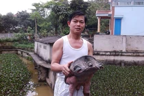 Nuôi ba ba xây nhà tiền tỷ từ... 2 triệu đồng