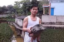 Nuôi ba ba xây nhà tiền tỷ từ... 2 triệu đồng