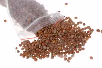 Cách dụng hạt cải trị ho tiêu đờm, giảm đau hiệu quả