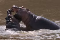 Hãi hùng nữ doanh nhân Mỹ bị hà mã cắn chết