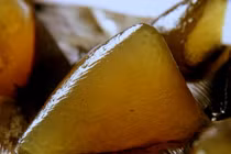 Những món bánh gói lá ngon nhất Việt Nam