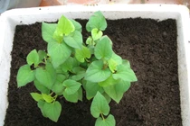 Cách trồng “thần dược” diếp cá trong chậu một lần ăn mãi mãi