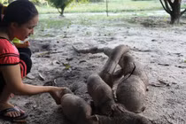 Đào trúng củ sắn dài hơn 2m, có hình thù giống người cá