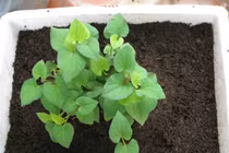 Cách trồng “thần dược” diếp cá trong chậu một lần ăn mãi mãi