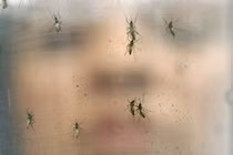 Bộ Y tế hướng dẫn cách phòng virus Zika ăn não người