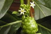 Bài thuốc chữa đau mỏi kinh niên từ quả nhàu