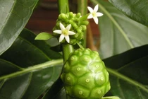 Bài thuốc chữa đau mỏi kinh niên từ quả nhàu