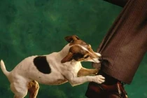 Những bệnh khủng khiếp bạn có thể bị lây từ thú cưng