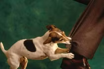 Những bệnh khủng khiếp bạn có thể bị lây từ thú cưng