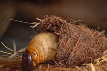 Sự thật bất ngờ về con đuông dừa... nghe cực choáng 