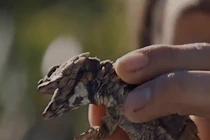 Hí hửng khoe bắt được “rồng con”, chuyên gia hét lớn: “Thả ra ngay!“