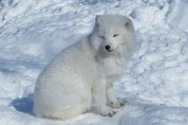 Chó trắng vào nhà xin ăn, ai ngờ là “thần thú” may mắn 