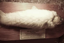 Kì dị loài cá mọc lông độc nhất thế giới, có ở Việt Nam 