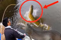 Bắt được 'thủy quái' có vảy rồng kỳ lạ, cần thủ run rẩy vì...