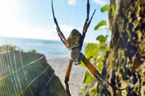 Rùng mình 4 hòn đảo bị “quái thú” thống trị, đố ai dám bén mảng 